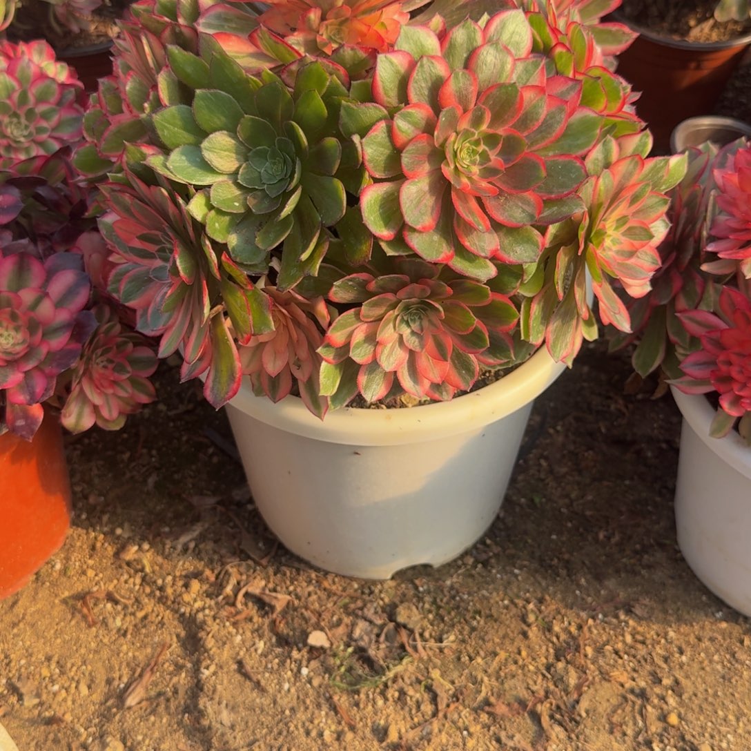 400黑魔锦。多肉植物