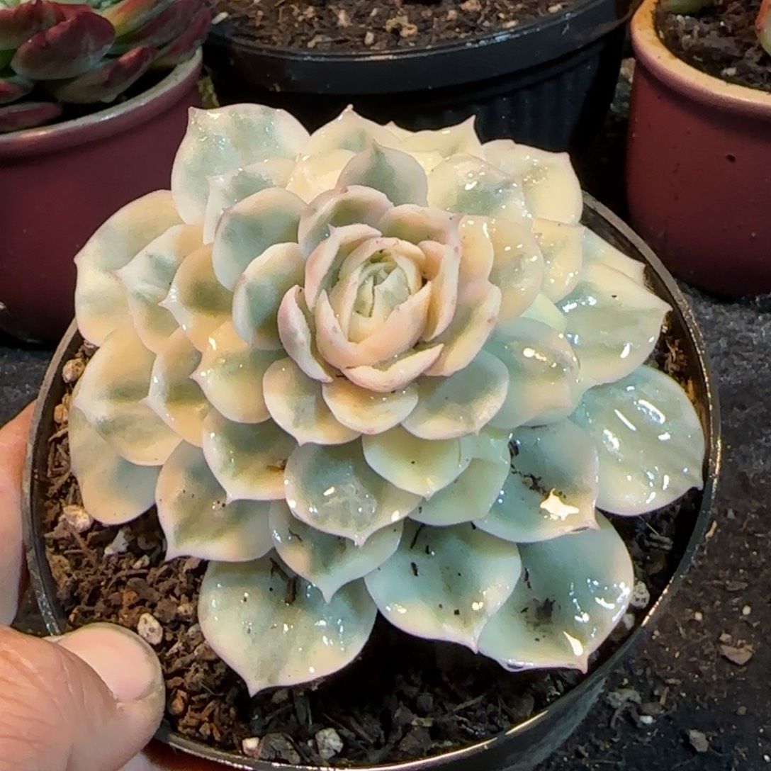 昂首哦锦惊鸿一物一拍包装收缩花旱