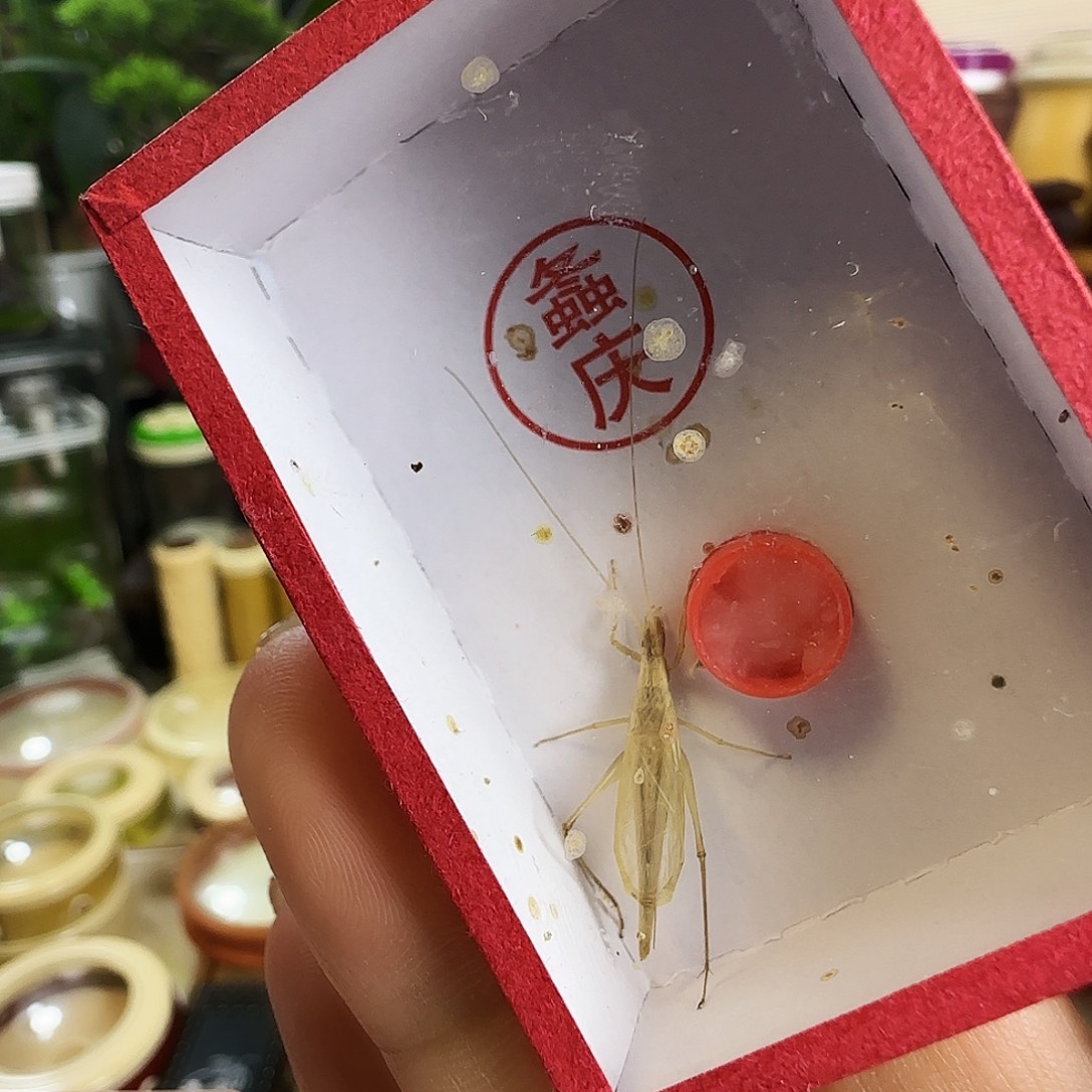 G***恒柬竹2只啊啊啊啊啊