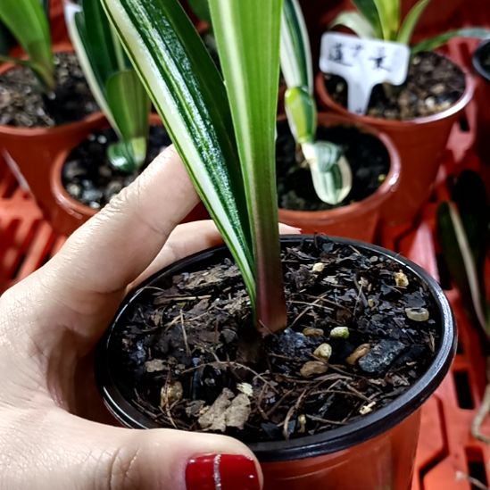 w***y君子兰一物一拍谢谢