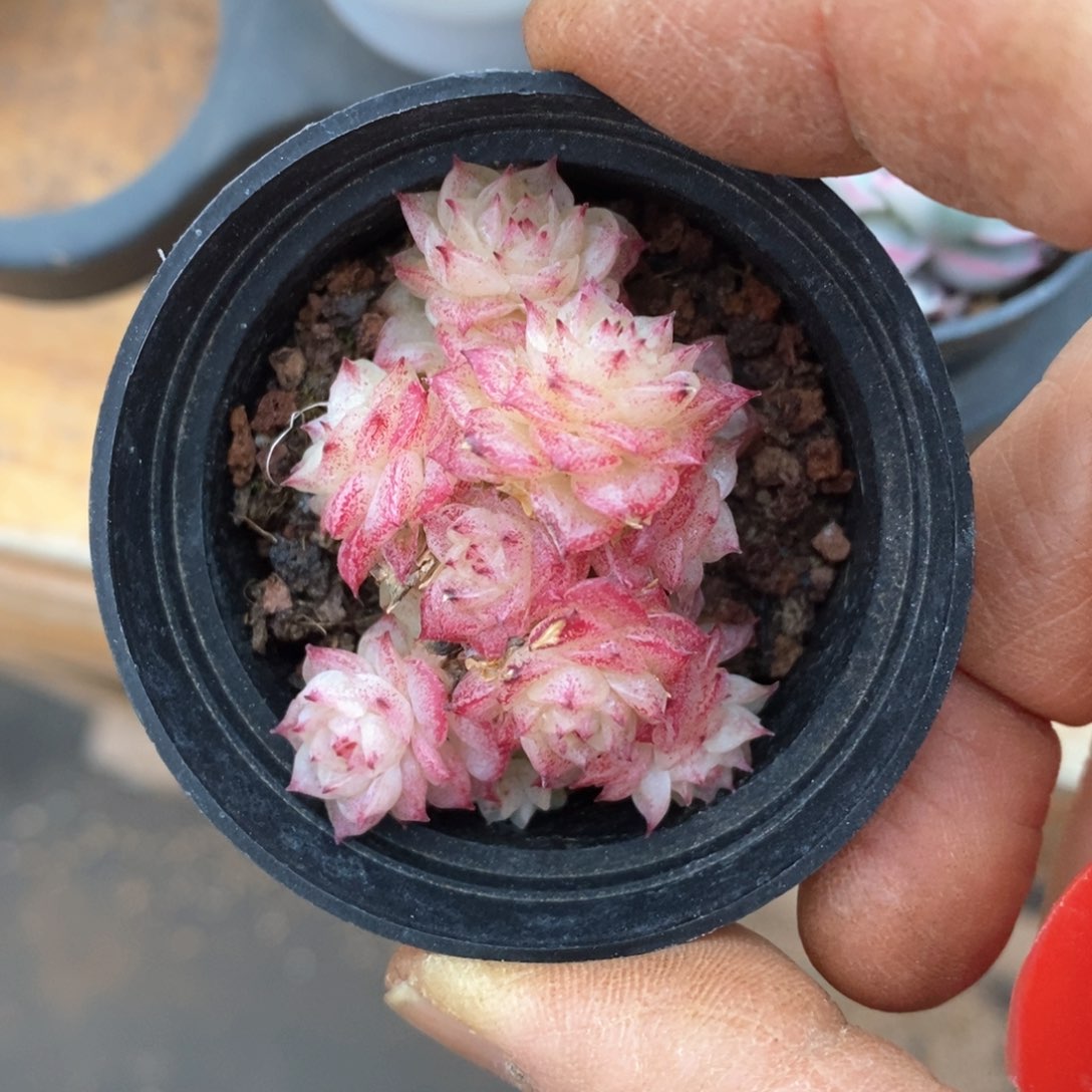 精品多肉一物一拍不包整14