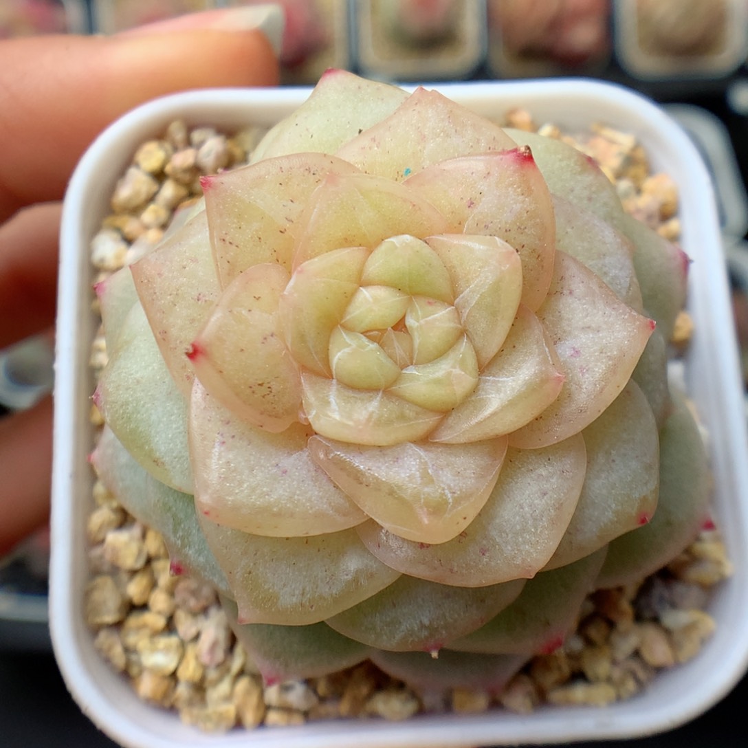 多肉植物。 糖心38