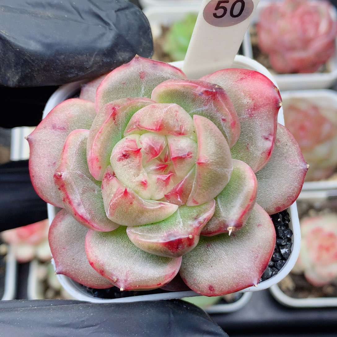 石化珍妮58包邮  群生不包整50