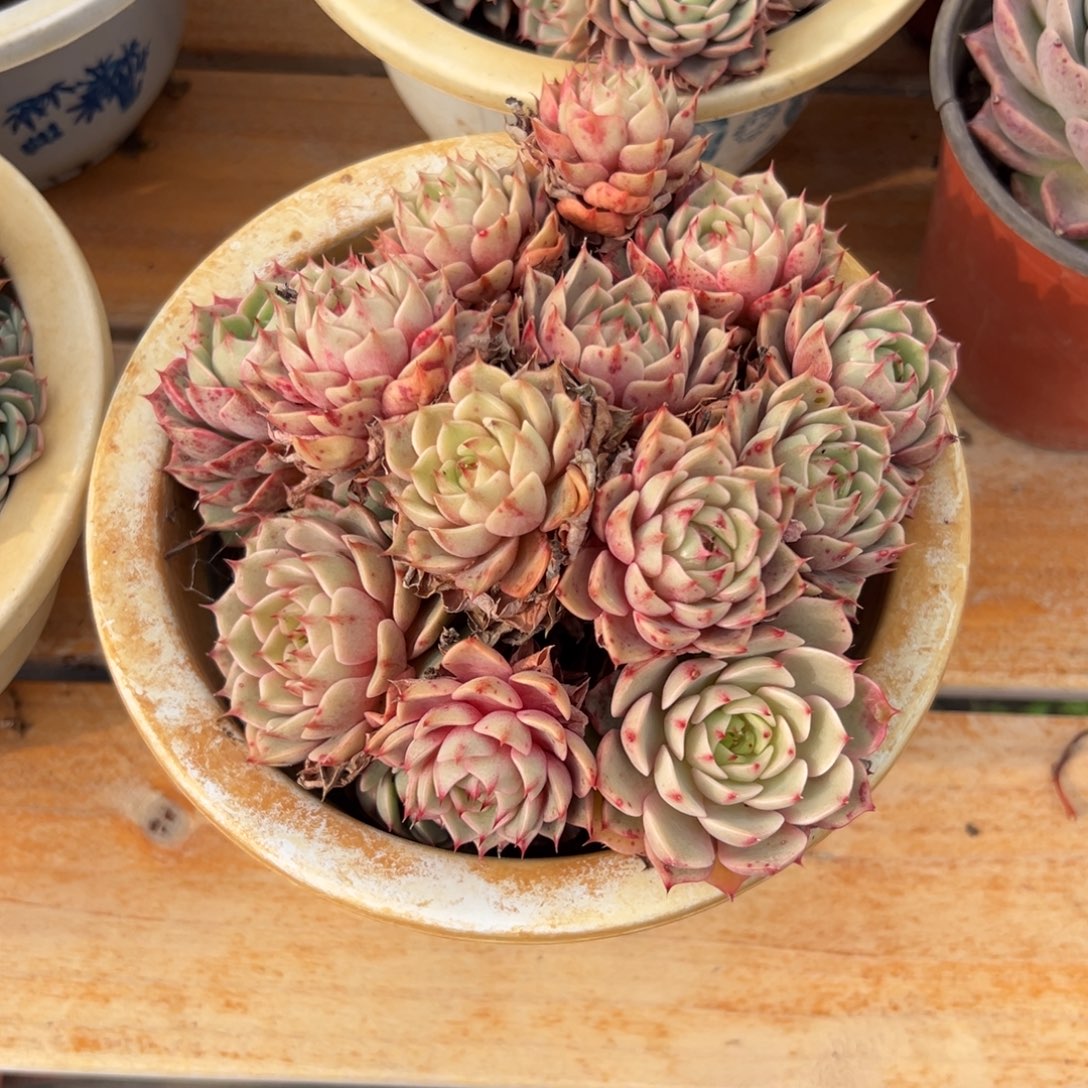 多肉笨吧蒂斯【非偏远满18包邮】