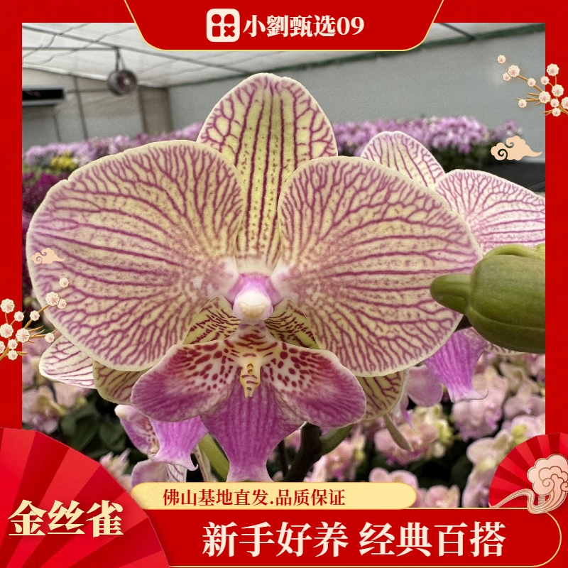 【今丝雀09】精美蝴蝶兰花卉盆栽佛山基地批发直播次日达