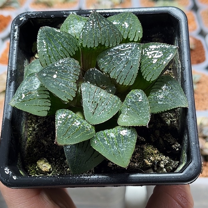 十二卷多肉香瓜岛