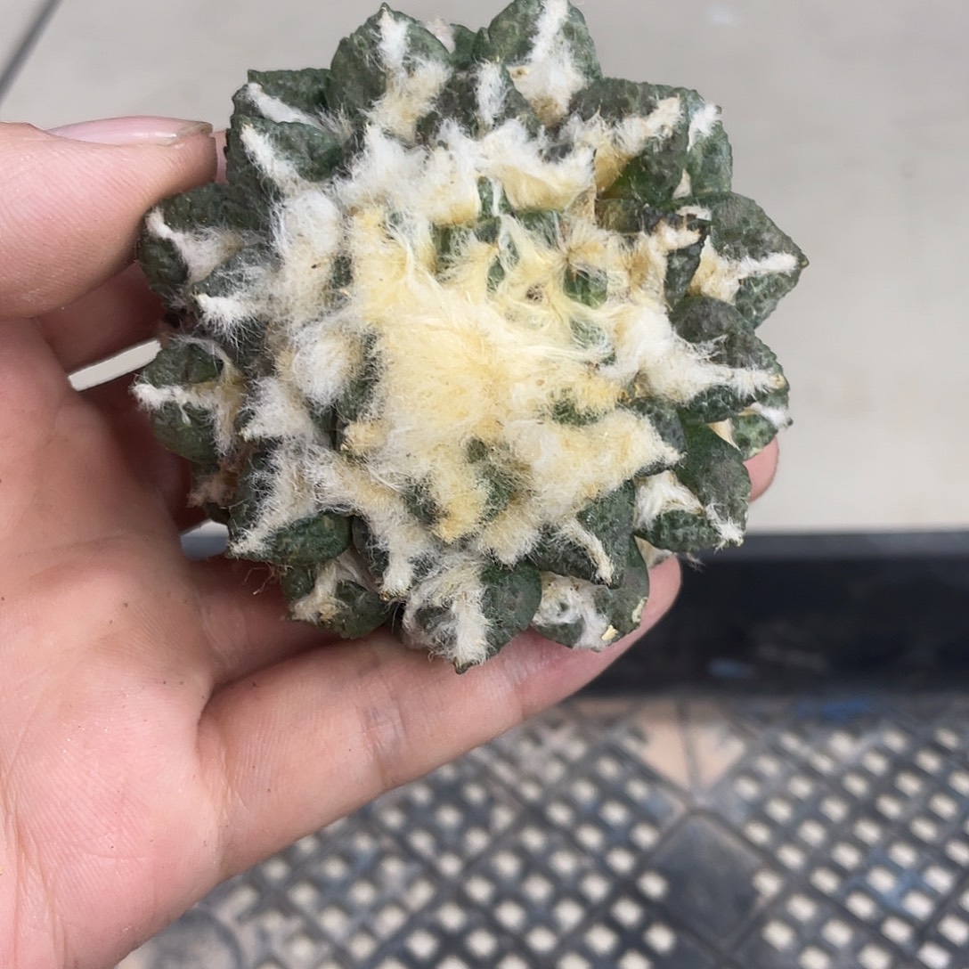 _****高绒自根大油黑牡丹