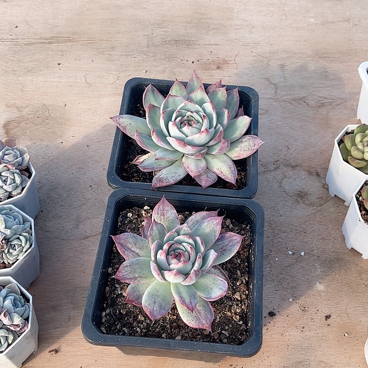 微***暖习惯精品惊鸿仙子2颗