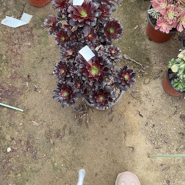 糖*果多肉法师植物链接1