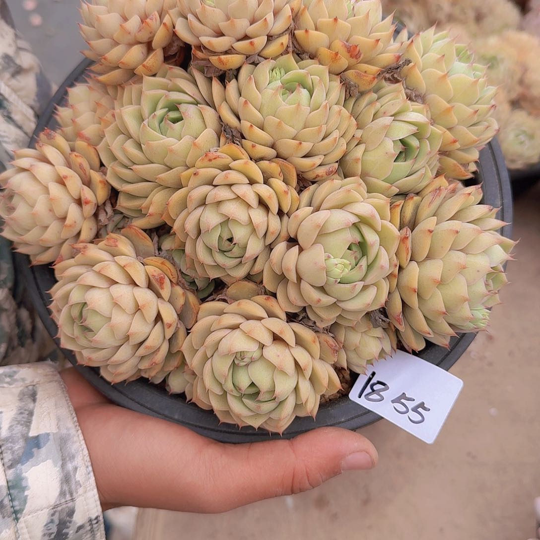 用****风1855本巴多肉植物