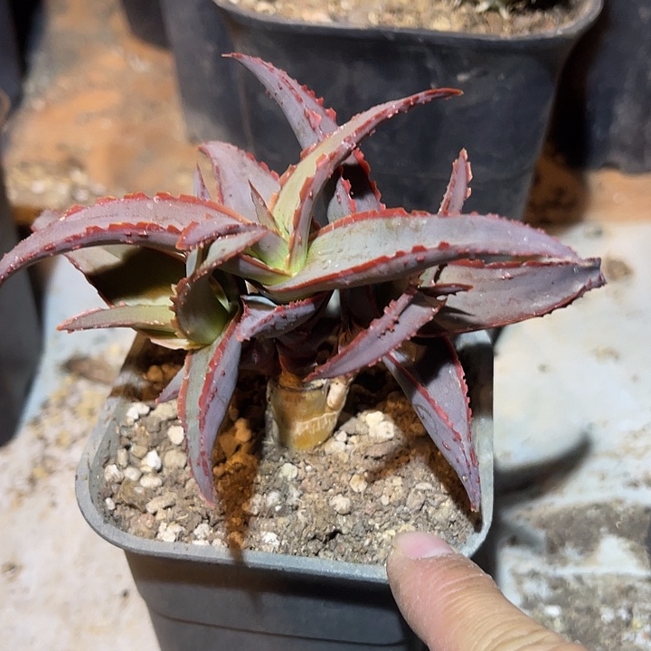 满38包邮2天凑单，脱土晾根发货多肉植物