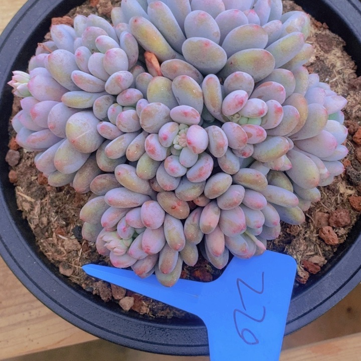 在家里面吃饭的吗