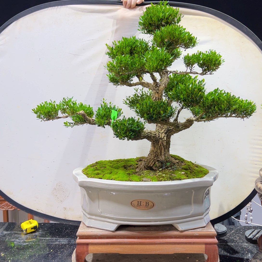 四季常青老桩黄杨盆景