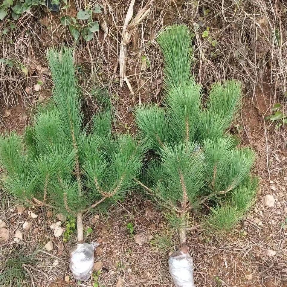 黑松树苗松树小苗庭院行道大型耐寒四季常青绿化造型风景日本松树