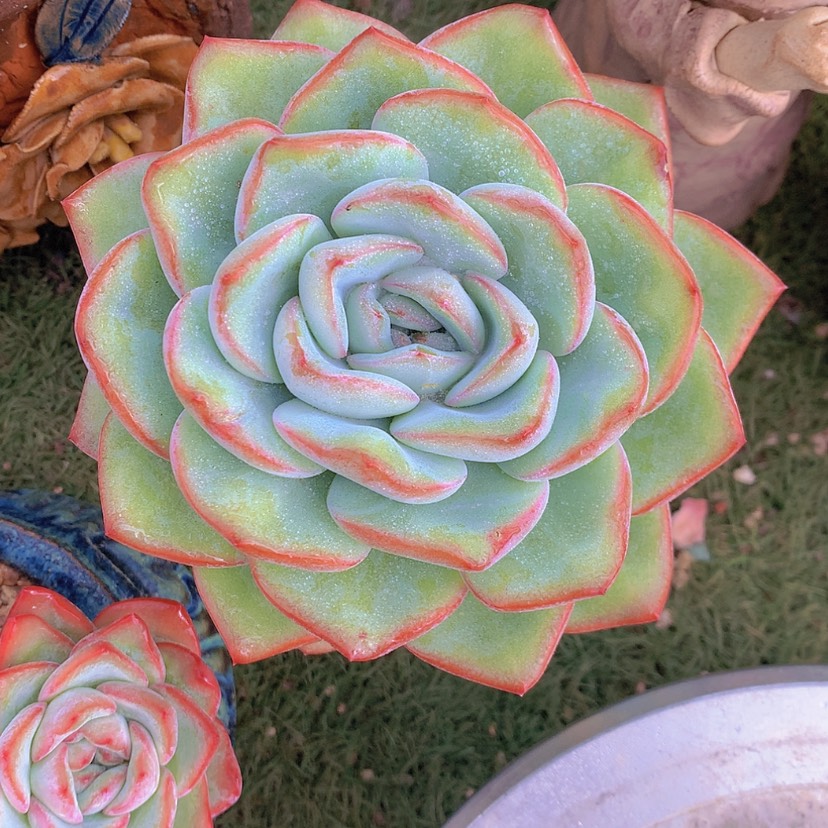 【闪购商品】彩虹泡芙