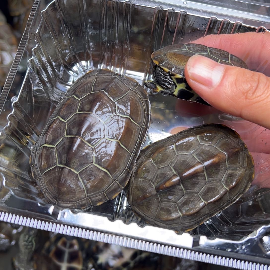 M****绿毛龟母小青龟龟龟