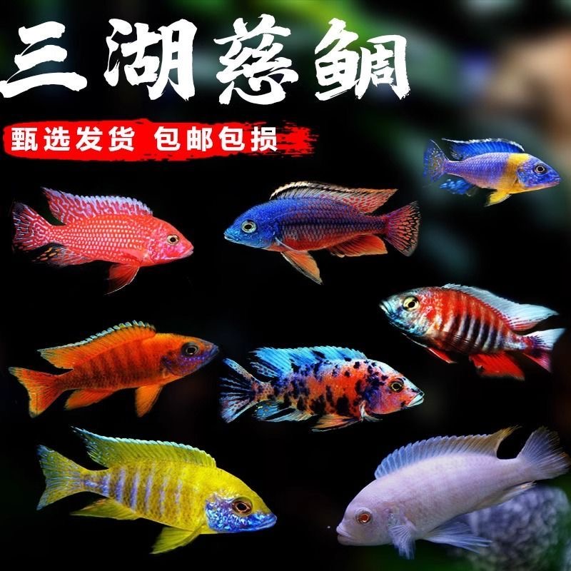 招财鱼三湖慈鲷马鲷热带淡水活体观赏鱼耐养易活