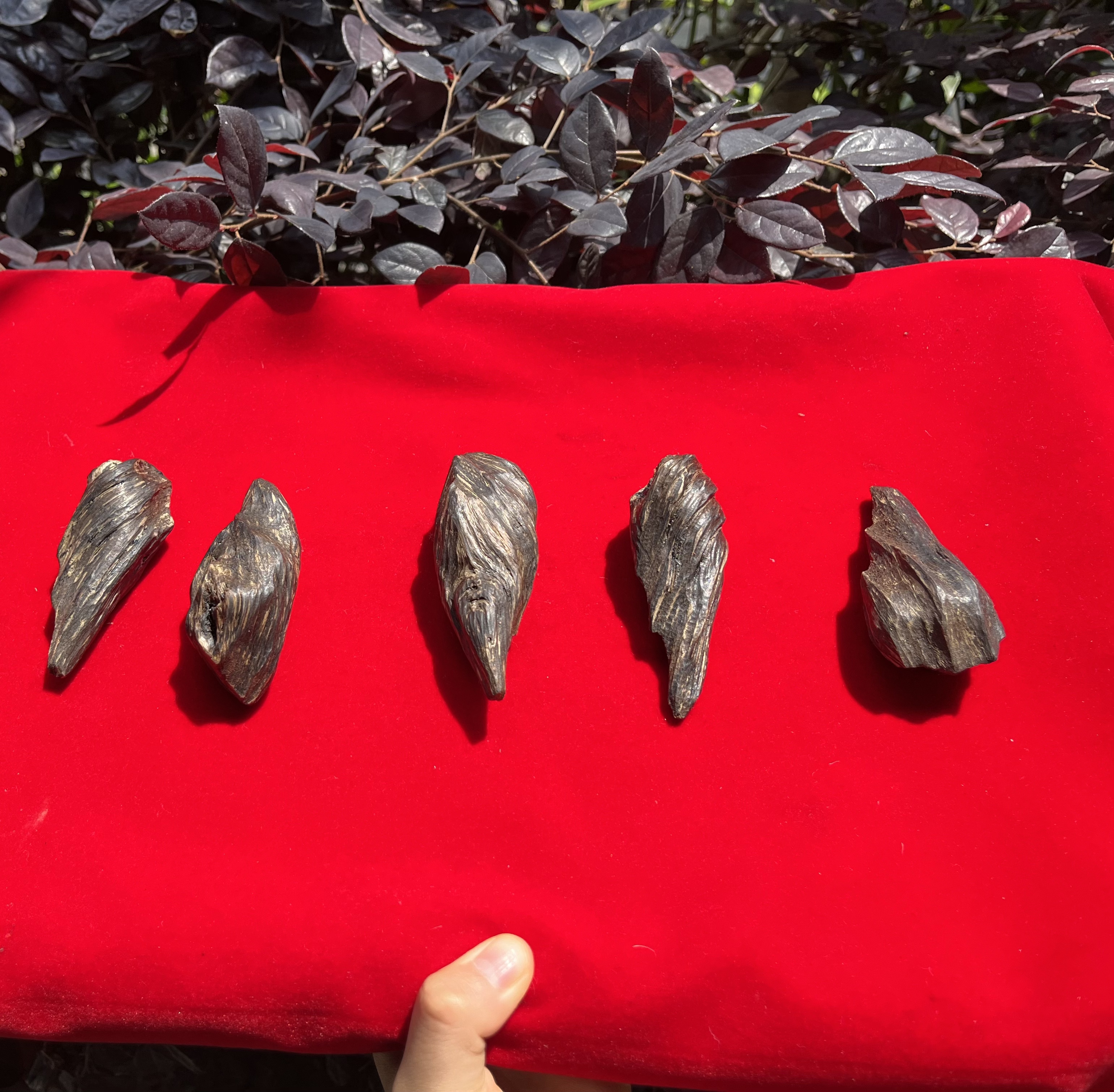 1【芽-庄-沉-香】净含量20g-40g+【金金现收】