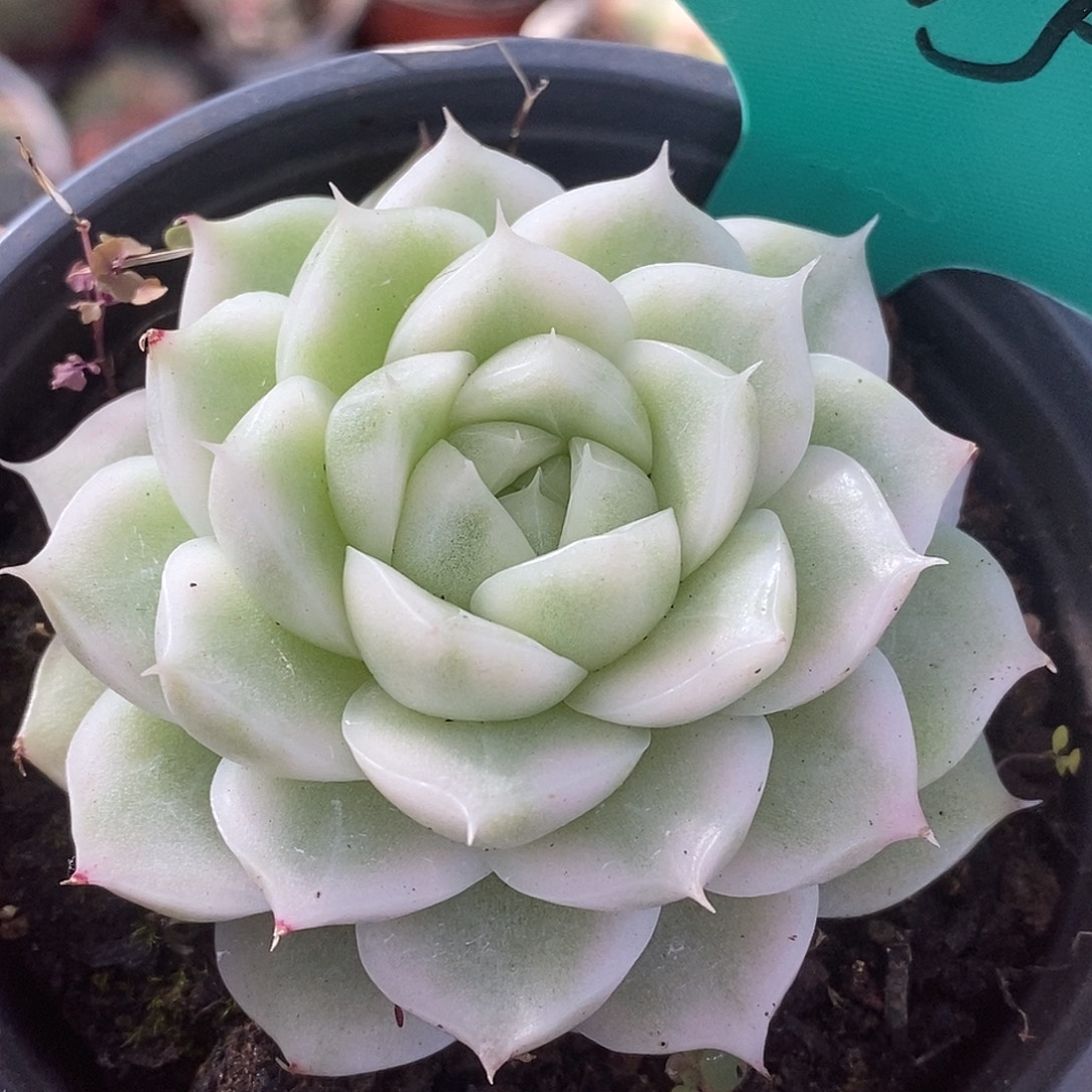 71麦秆哈哈哈哈哈哈