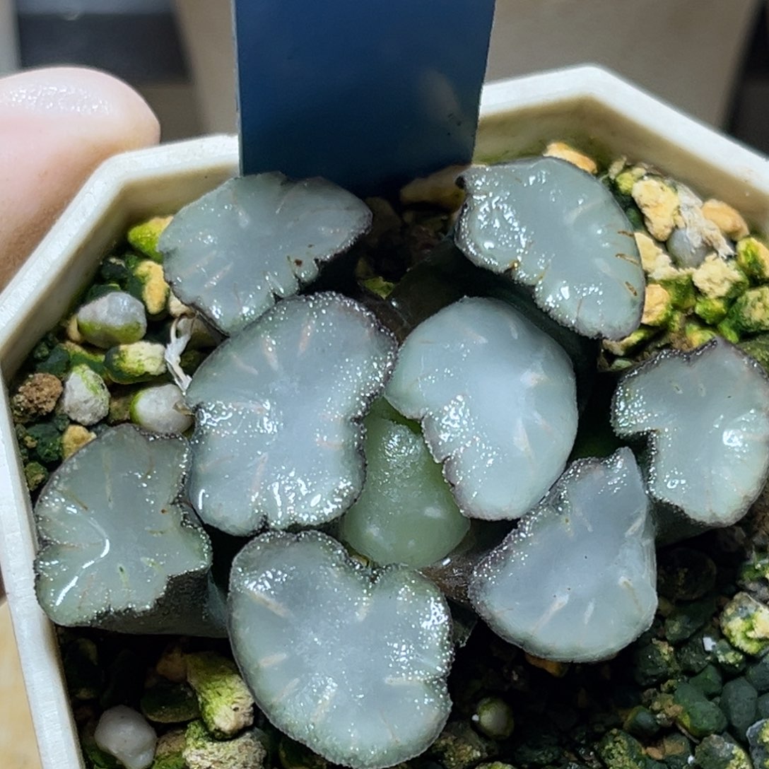 沙*恭喜发财大吉大利755盐湖