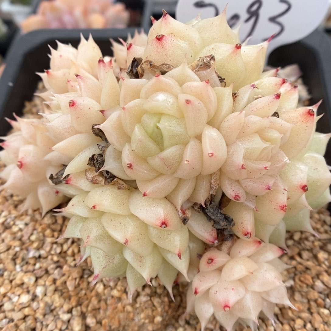 油透麦秆群生7093号。  