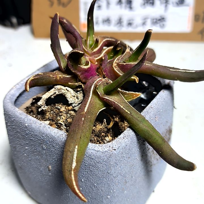 满6元包邮，新妖老苗