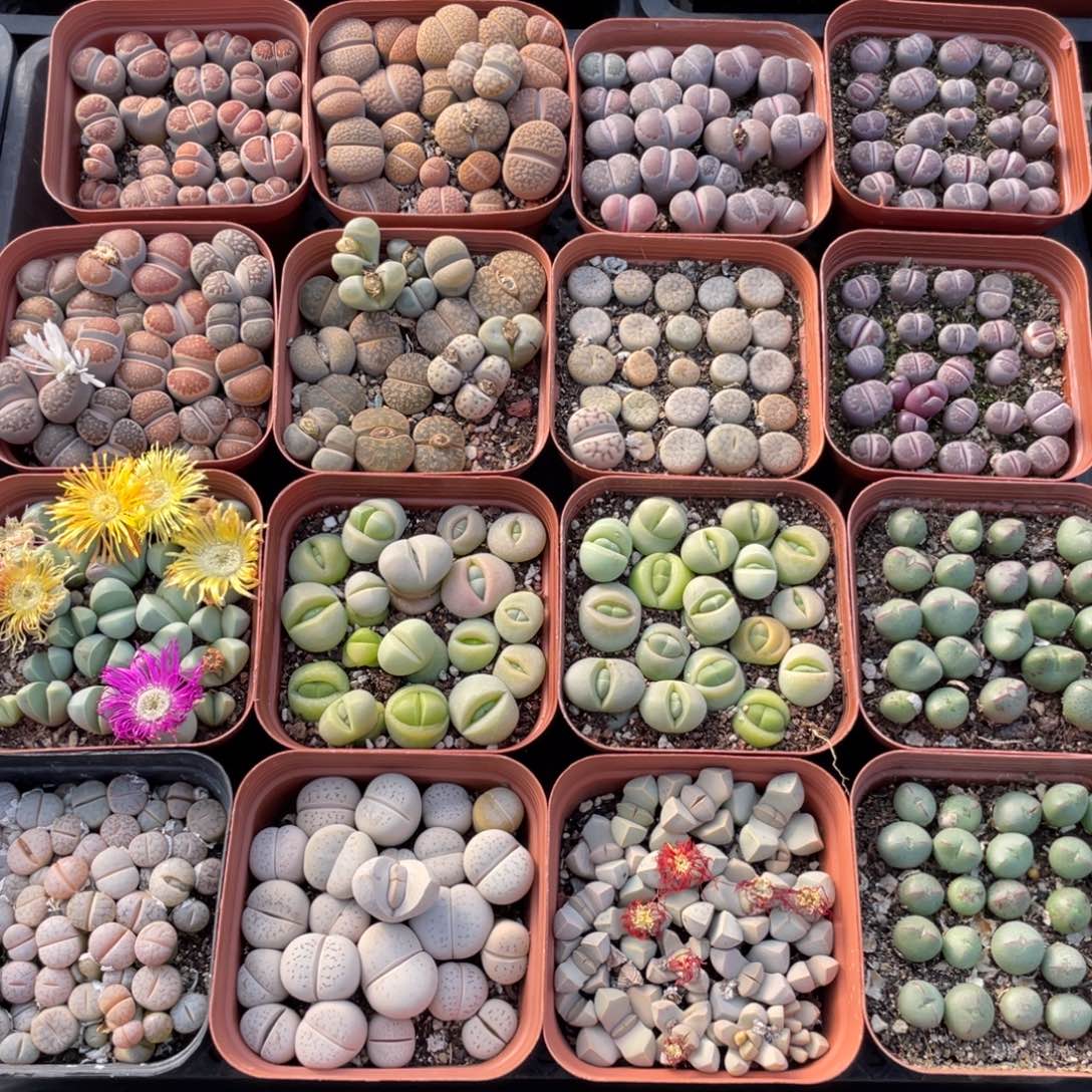 19.9～39.9一盆一价挑好再拍2号