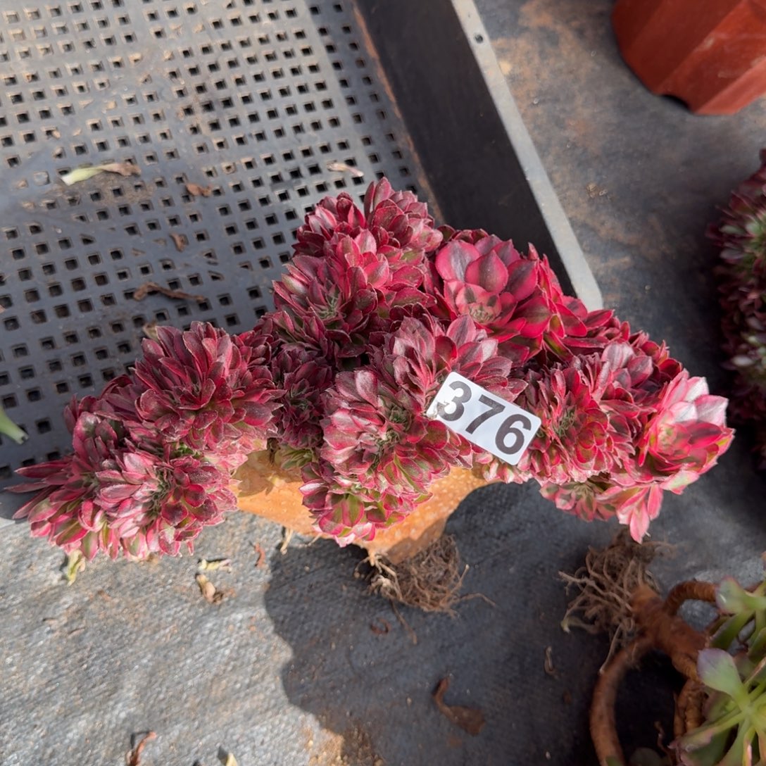 376多肉植物倾城缀有砍特价