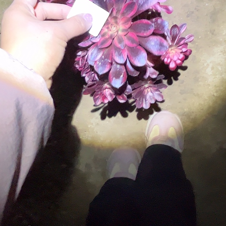 期**季多肉法师植物链接31