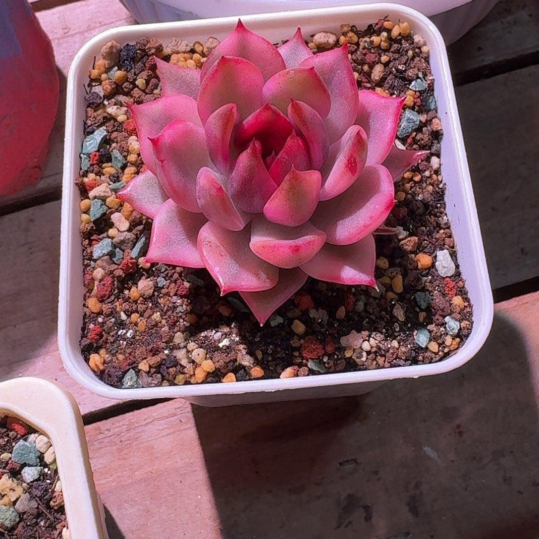 水晶玫瑰锦多肉多肉