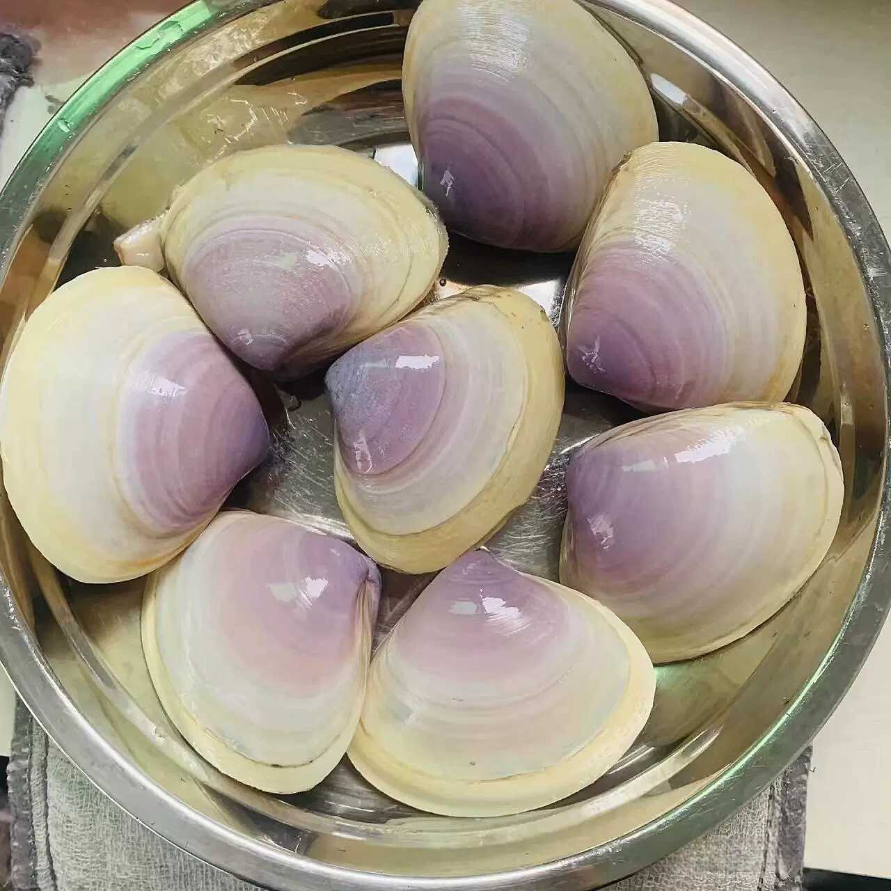 鲜活贵妃蚌贵妃贝500g