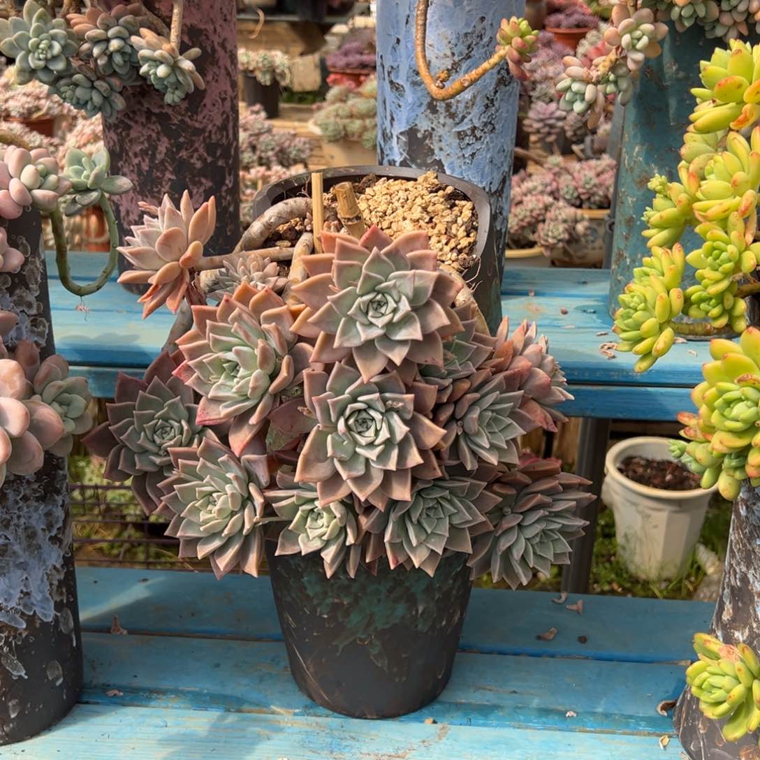 精品冰月悬崖 裸根