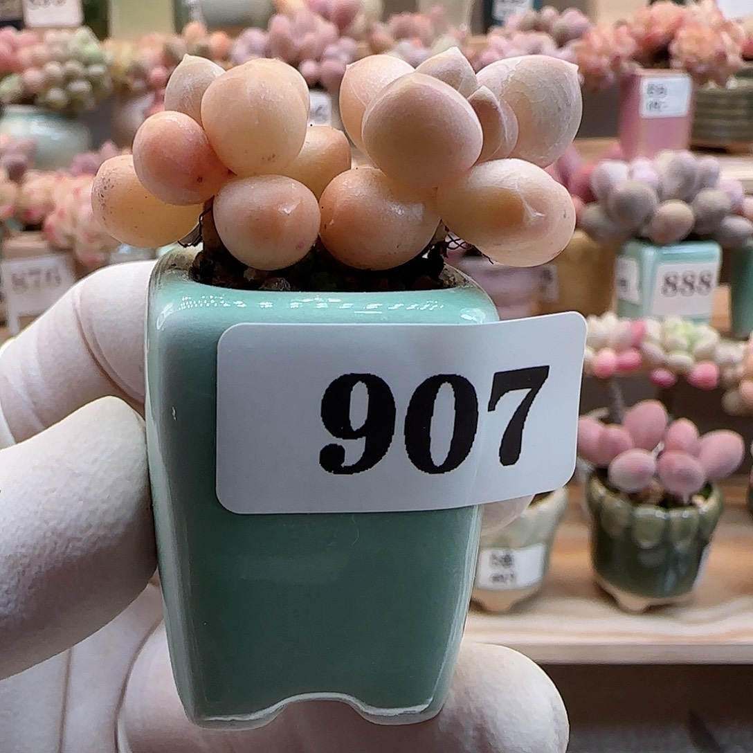 月鸣多肉植物天空美人