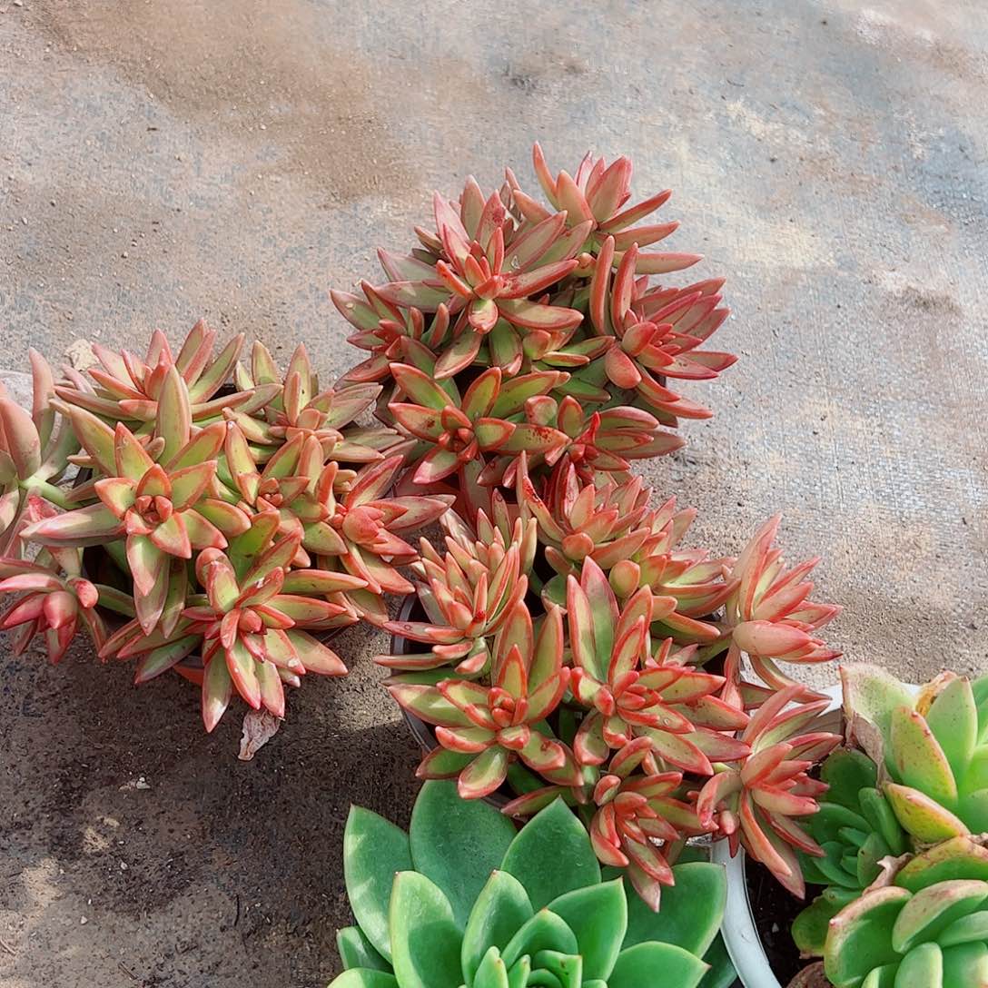 红日带盆土精品特价