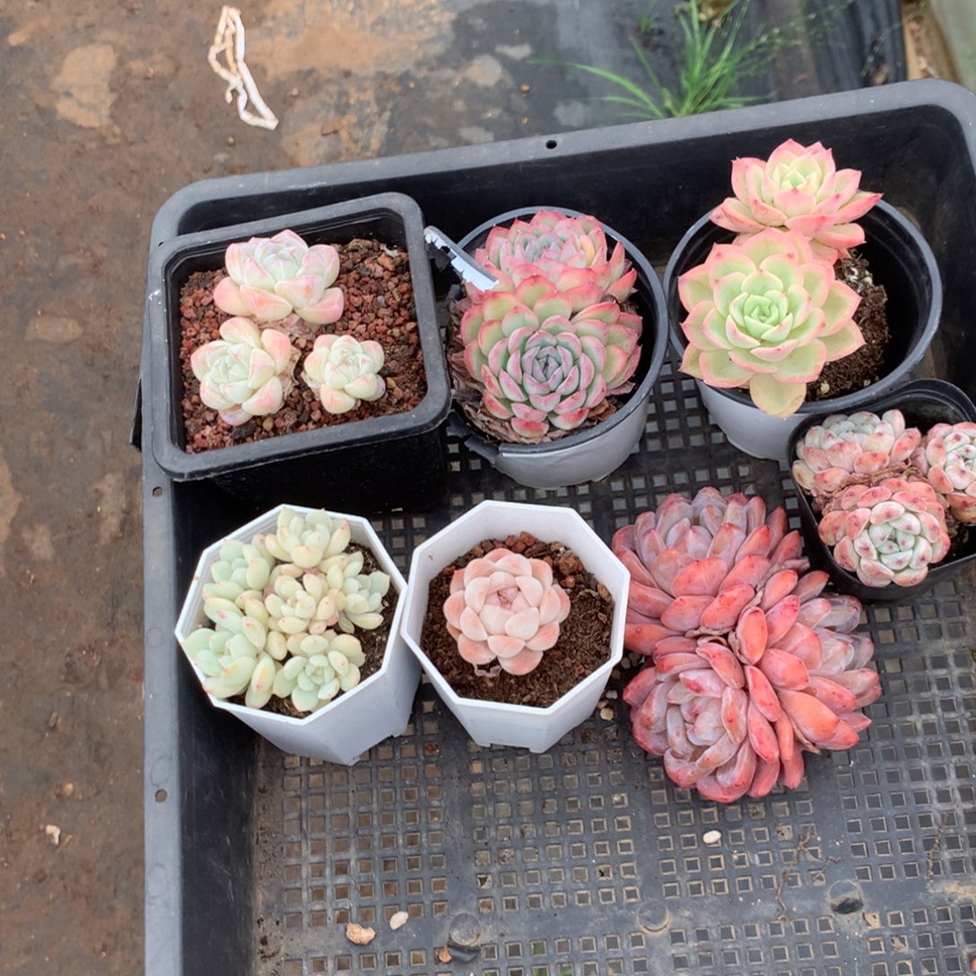 A***）清光绪二十四十二载春秋初