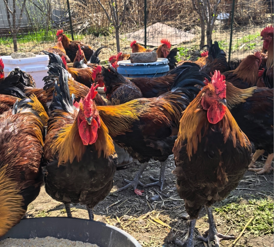 两只黑凤大公鸡共七斤左右送一斤鸡胗