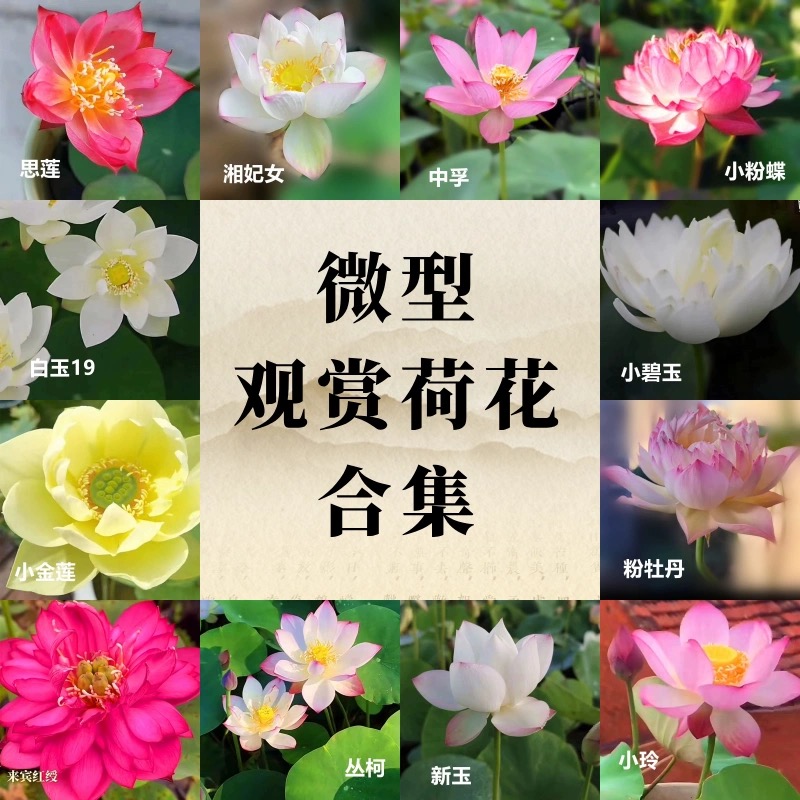 微型荷花碗莲【海荷园】基地水生植物微莲微荷多年生高温花卉