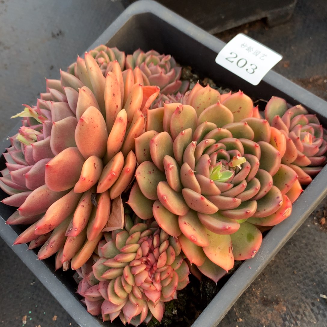 203新年快乐发发发