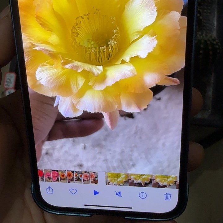 仙人球彩草侧芽歪g4136