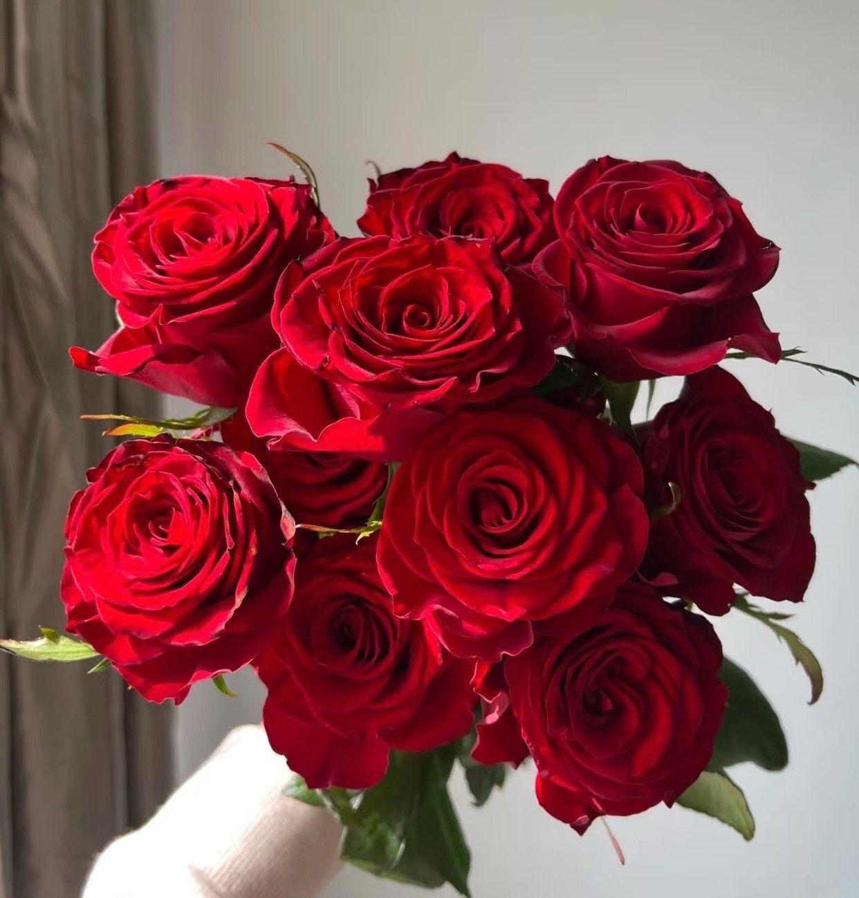 【高原红玫瑰】新云南基地鲜花批发直发家用客厅泡泡云南直发鲜花