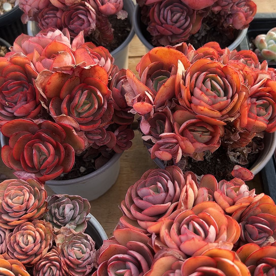 秀妍12.8一颗0000