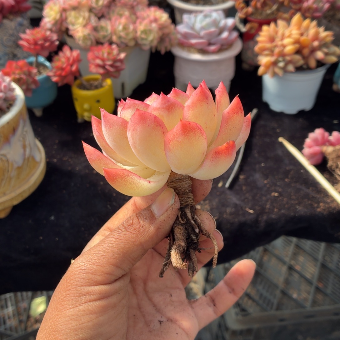 达****是被一句老母亲说过要