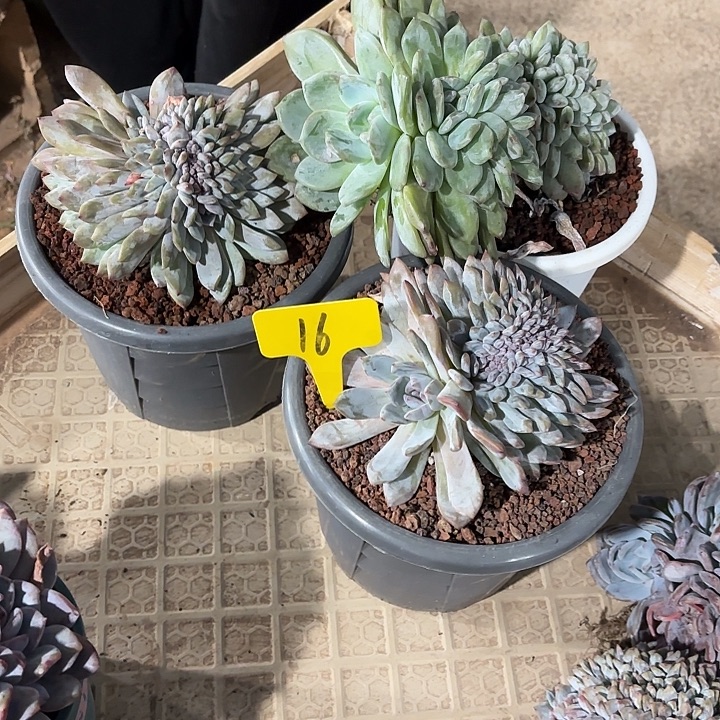 星颖缀化多头群山16