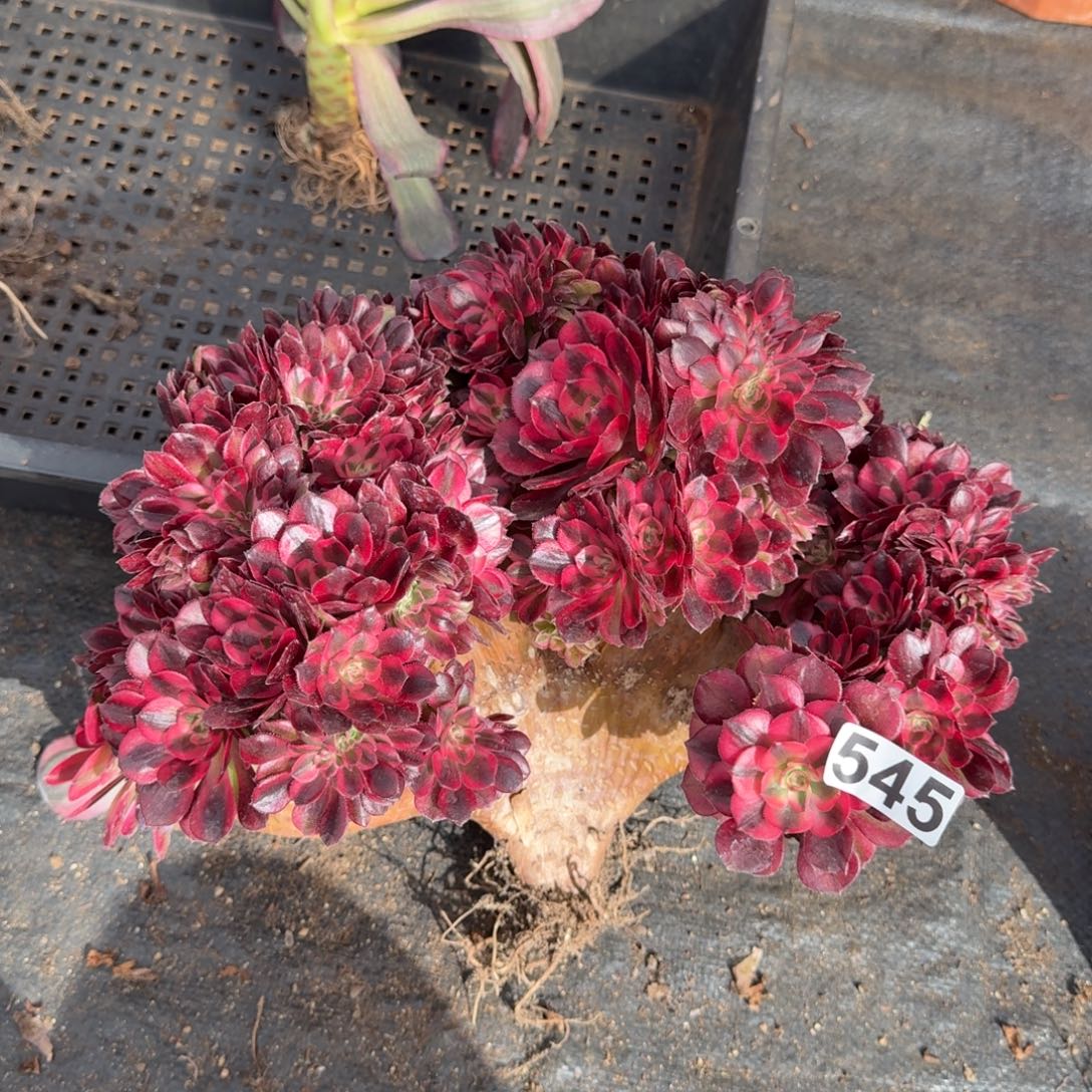 J***T545多肉植物倾城缀