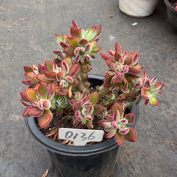锦晃星多肉植物0136