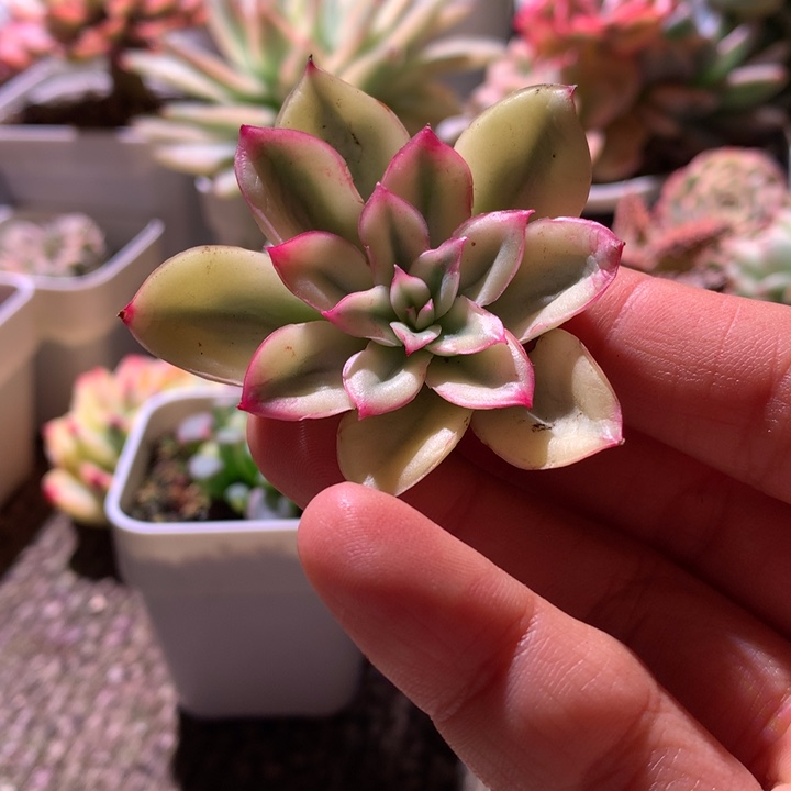 纯福利有单拍有根