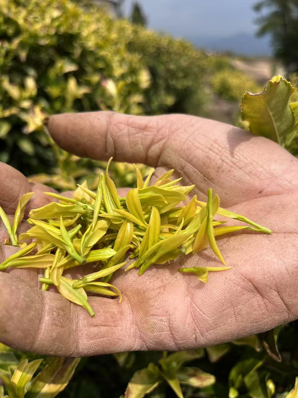  【J黄金芽AAA】2025年新茶绿茶春茶明前茶自家茶园茶友一壶好茶