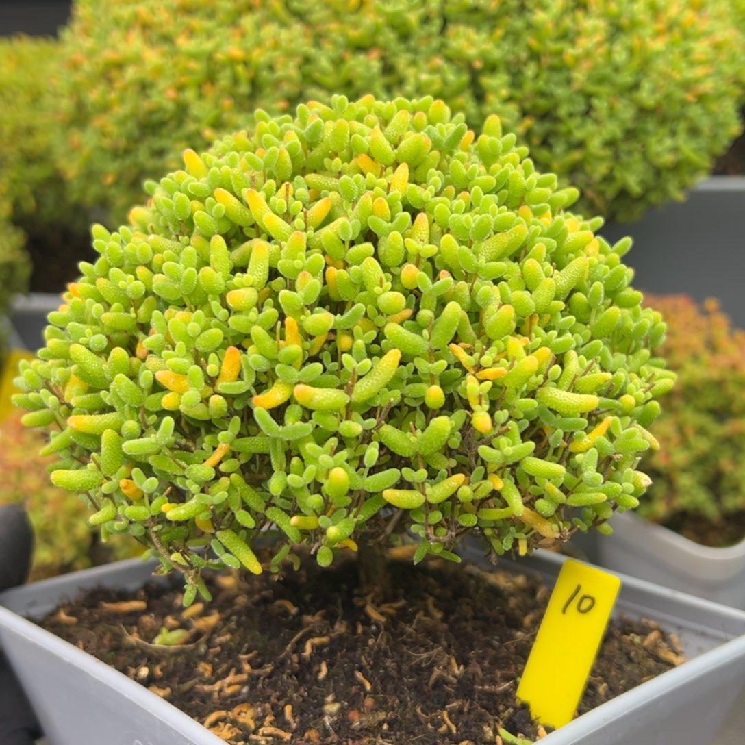 蜜橘糖球10号12cm盆