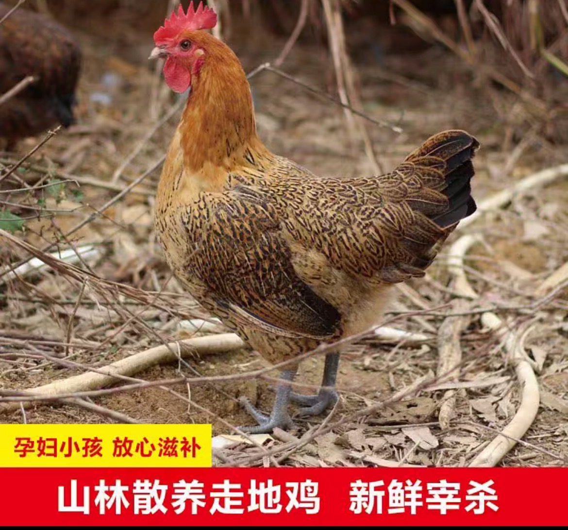 【小英妹专汇】一整只现宰先发肉质鲜美顺丰包邮溜地鸡整鸡..