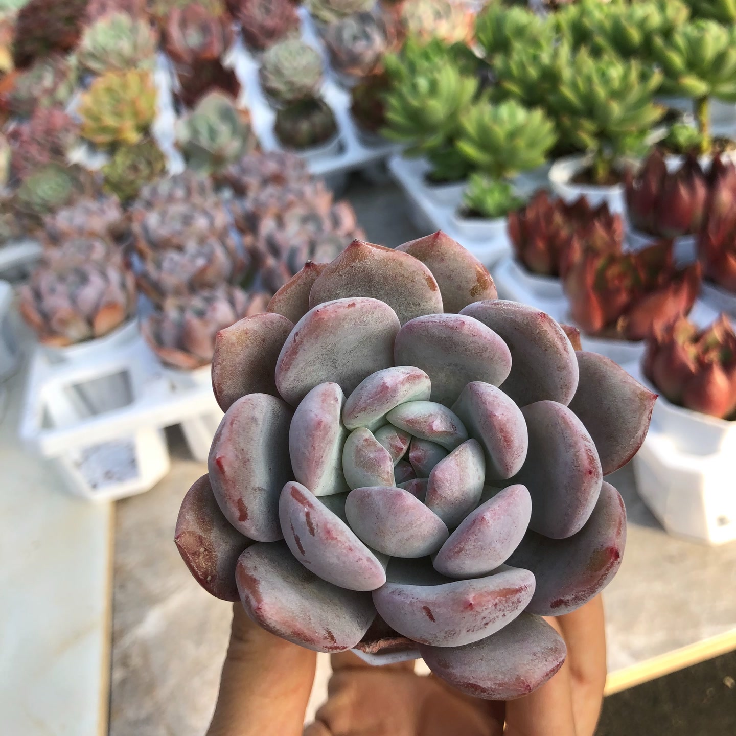 h橙梦露4-5厘米1颗带盆栽好满十元包邮